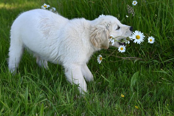 Comment enseigner à un chien à rester calme lors de rencontres inattendues avec d'autres animaux ?