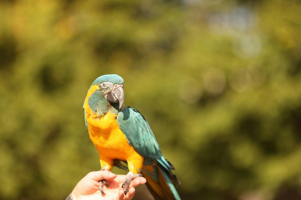 Comment préparer un chien à des événements sociaux impliquant de nombreux inconnus ?