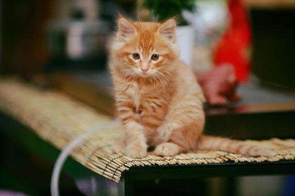 Comment créer un habitat enrichissant pour un groupe de perruches à collier ?