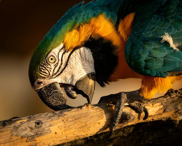 Quelles mesures prendre pour assurer le bien-être d'une musaraigne aquatique en captivité ?