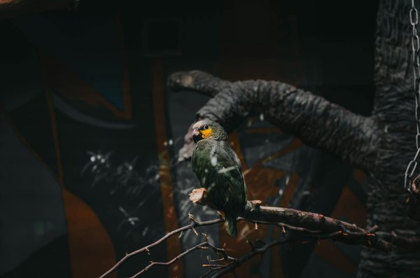 Comment gérer les comportements de chasse chez un chat en appartement ?