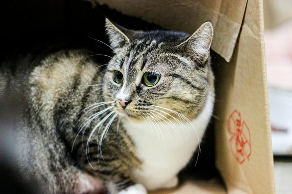 Quelles précautions prendre lors de l'introduction d'un nouvel insecte dans un écosystème de vivarium déjà établi ?