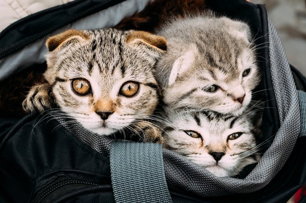 Sac de transport ou caisse : que choisir pour promener son chat ?