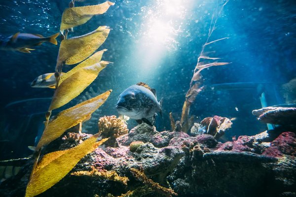 Quels sont les différents types de chauffage pour aquarium disponibles ?