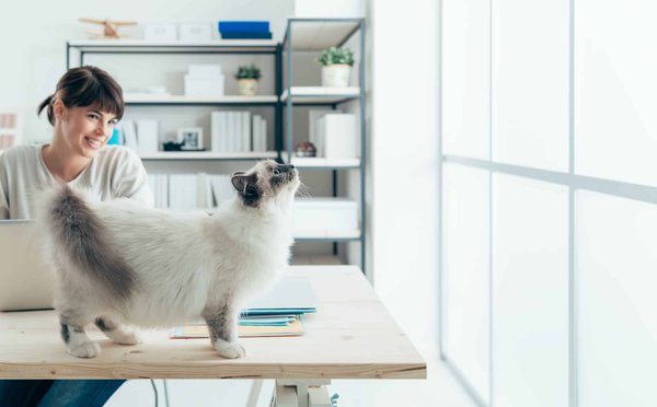 Quels sont les bienfaits du CBD pour les chats ?