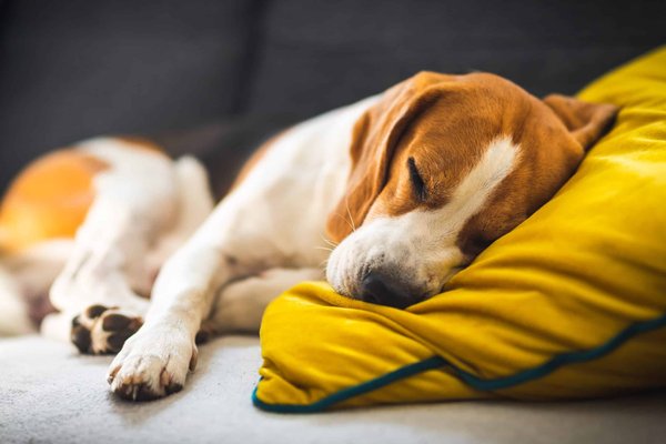 Comment bien choisir un coussin pour son chien ?