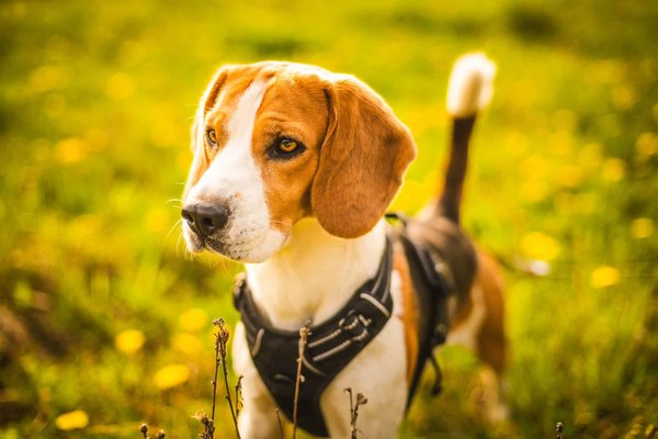 Comment choisir les accessoires permettant de promener son chien ?