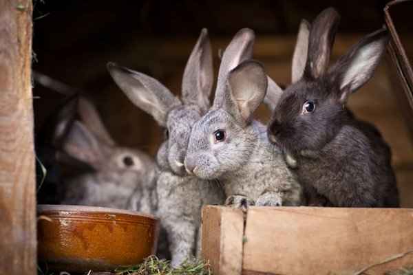Trouvez tout pour votre lapin chez le spécialiste du rongeur